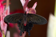 *La Petite chauve-souris (Lpidoptre - Nymphalidae - Pachliopta kotzebuea) 
